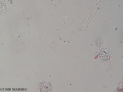phyto/Pertuis Charentais/Ars_st2/PAMPAS 2019-2021/Gloeothece sp2 (FIERDARS_St2_r1_1119-041).tif(copy)_thumb.jpg